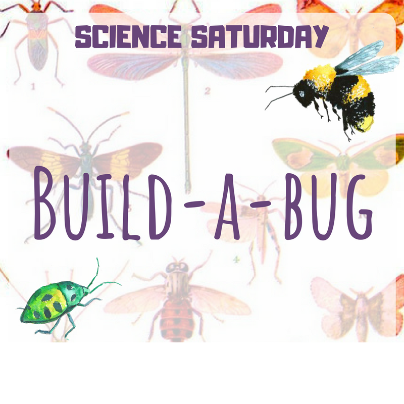 Build a Bug (Special Performance for Disabled Children)